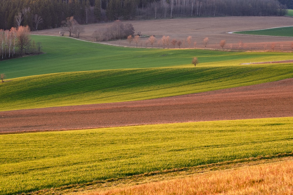 green grass field near trees during daytime