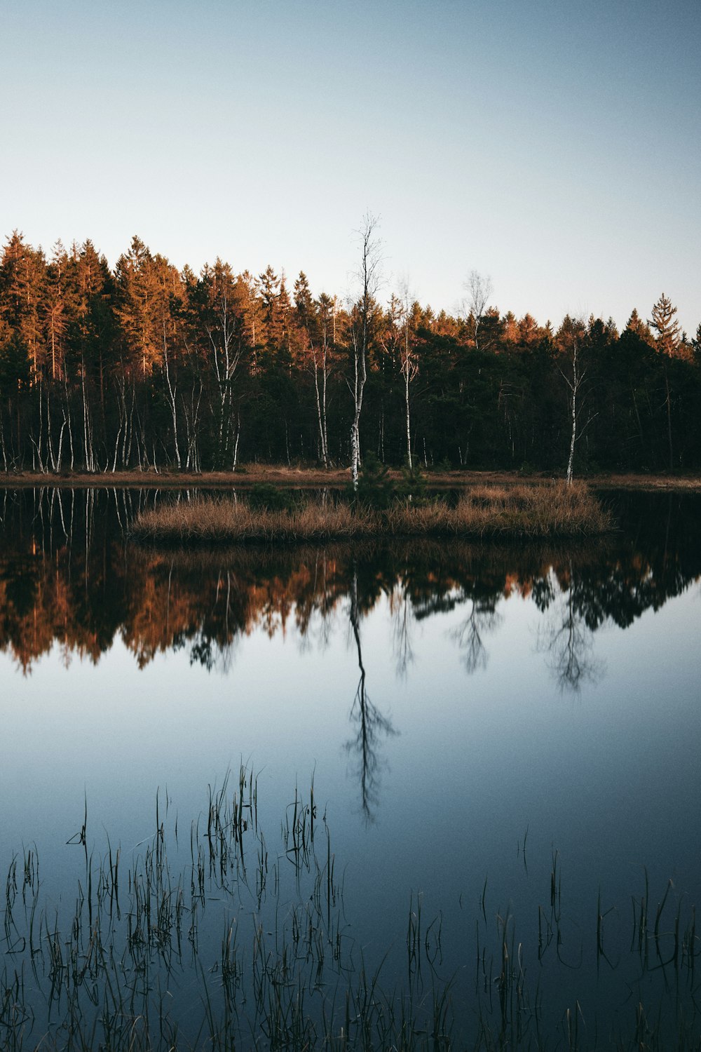 brown trees beside body of water during daytime