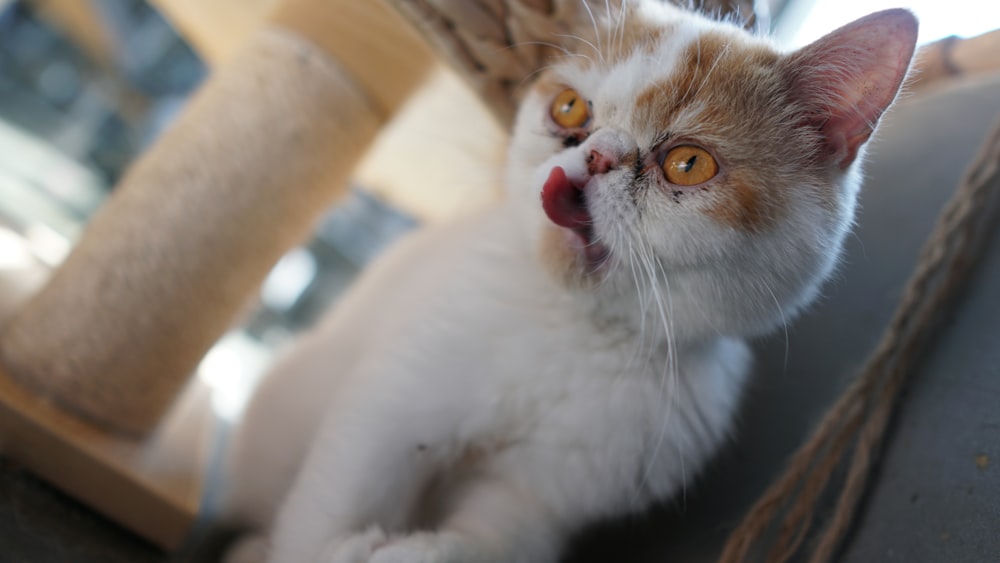 white and brown cat with red eyes