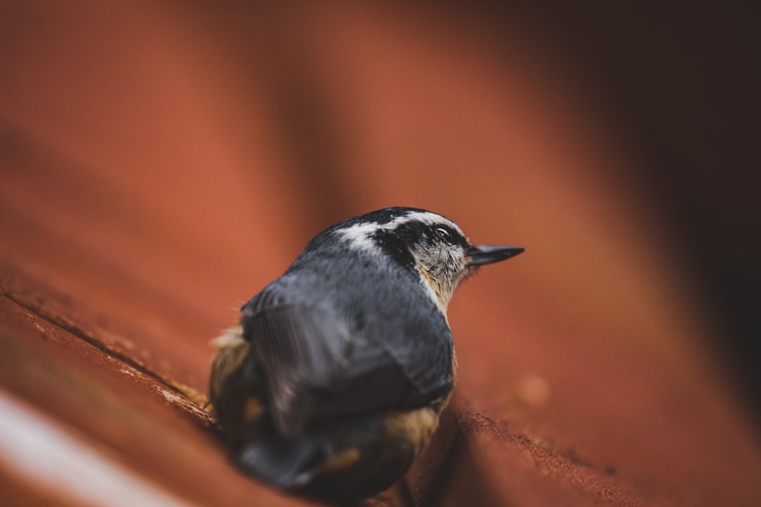 black and white bird on brown wooden surface