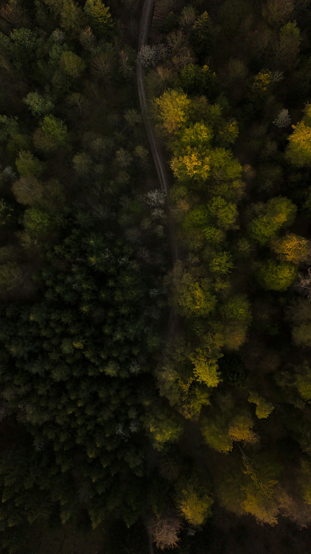 green trees in the forest