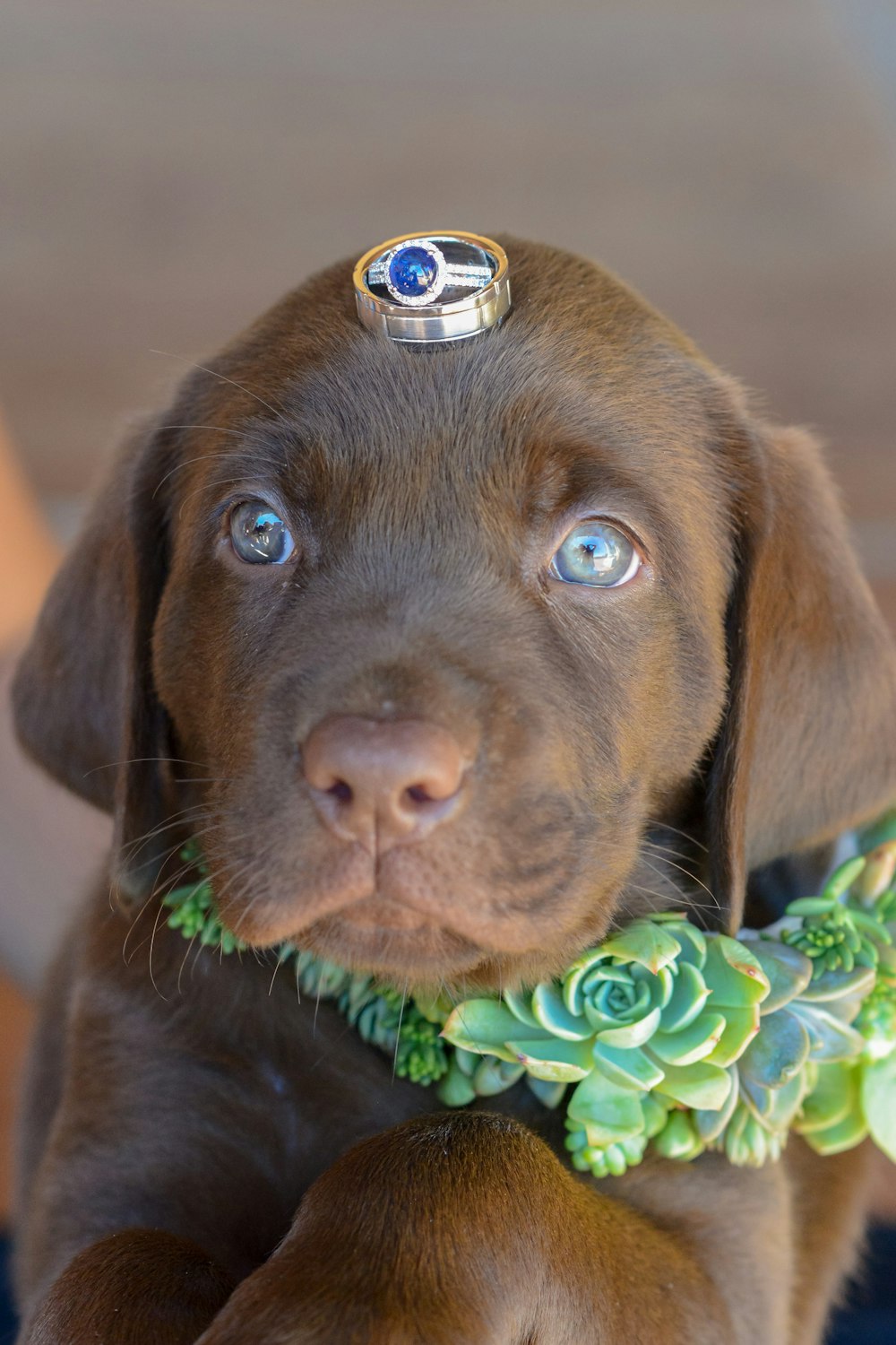 chocolate labrador retriever puppy with green and white flower on mouth