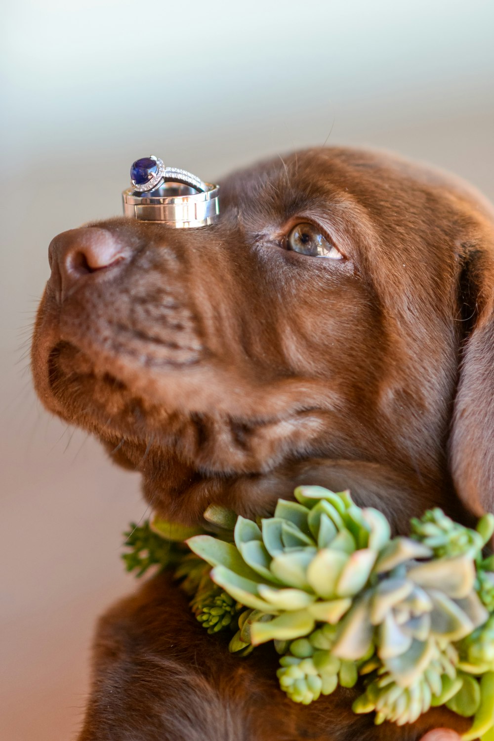 brown short coated dog with silver bell on mouth
