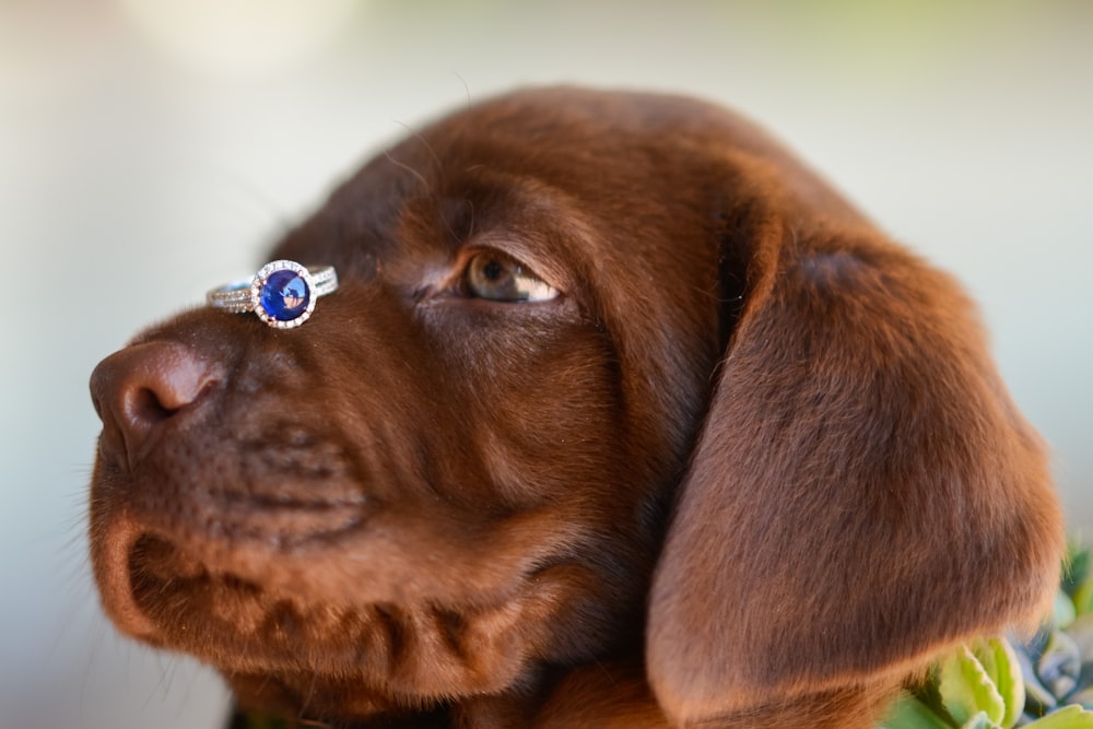 brown short coated dog with blue and white beaded bracelet