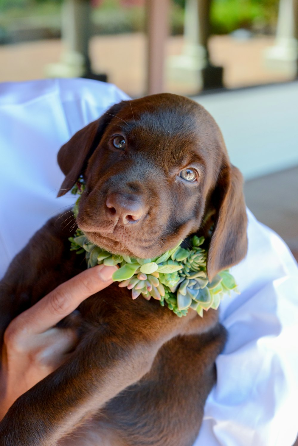 black short coated puppy on white textile