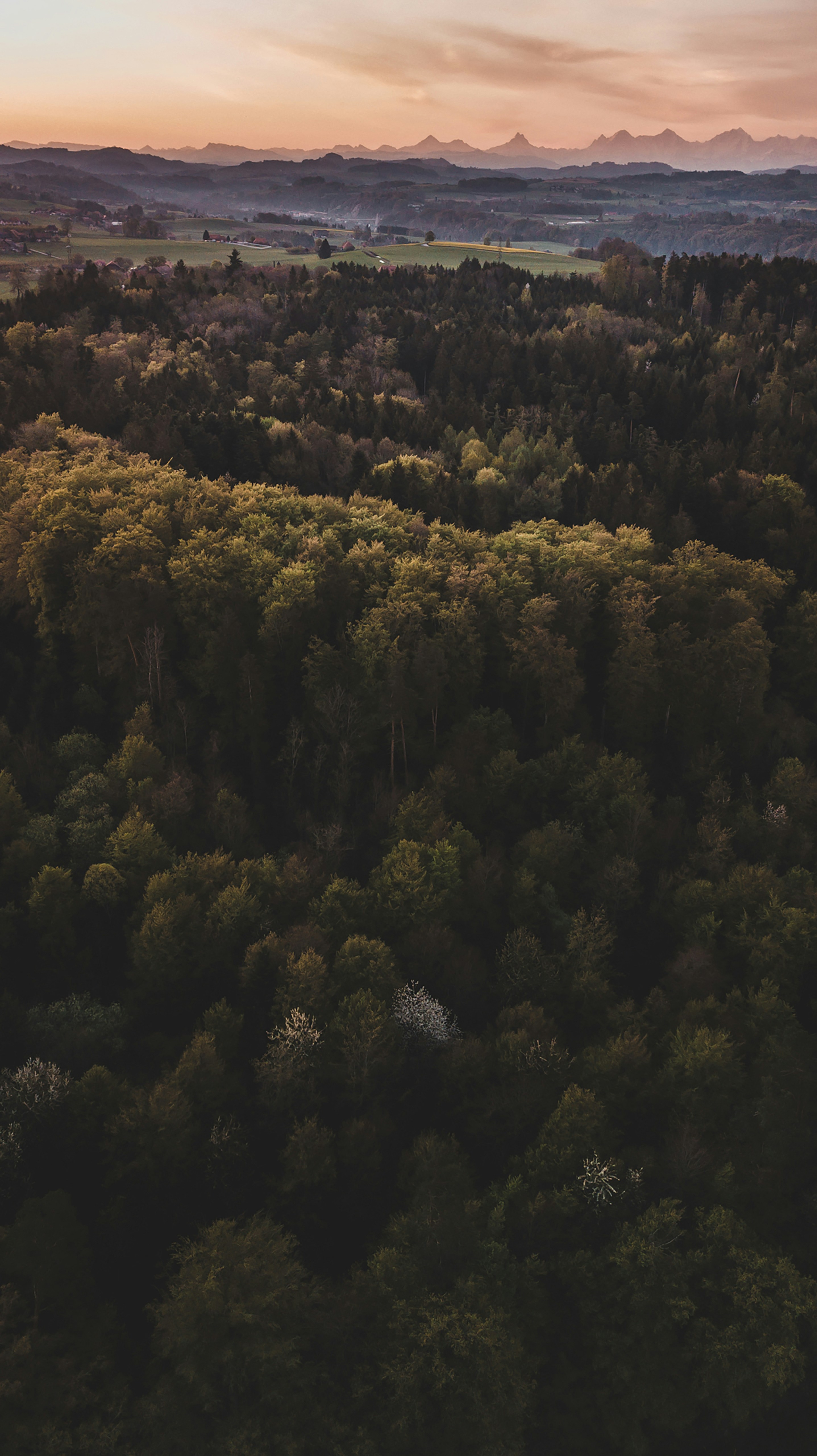 alberi verdi sulla montagna durante il giorno
