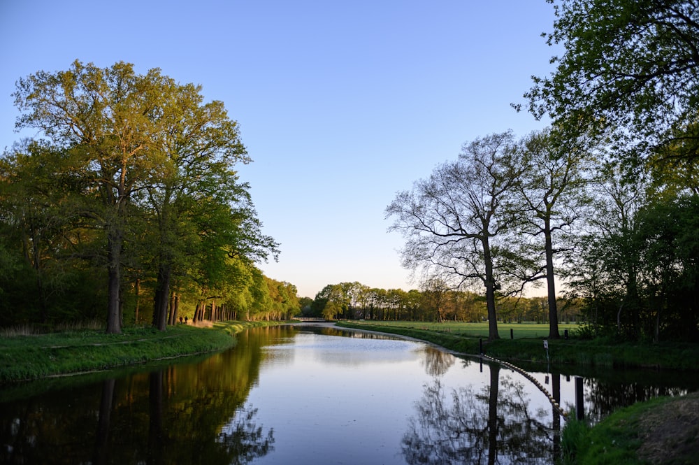 green trees beside river under blue sky during daytime