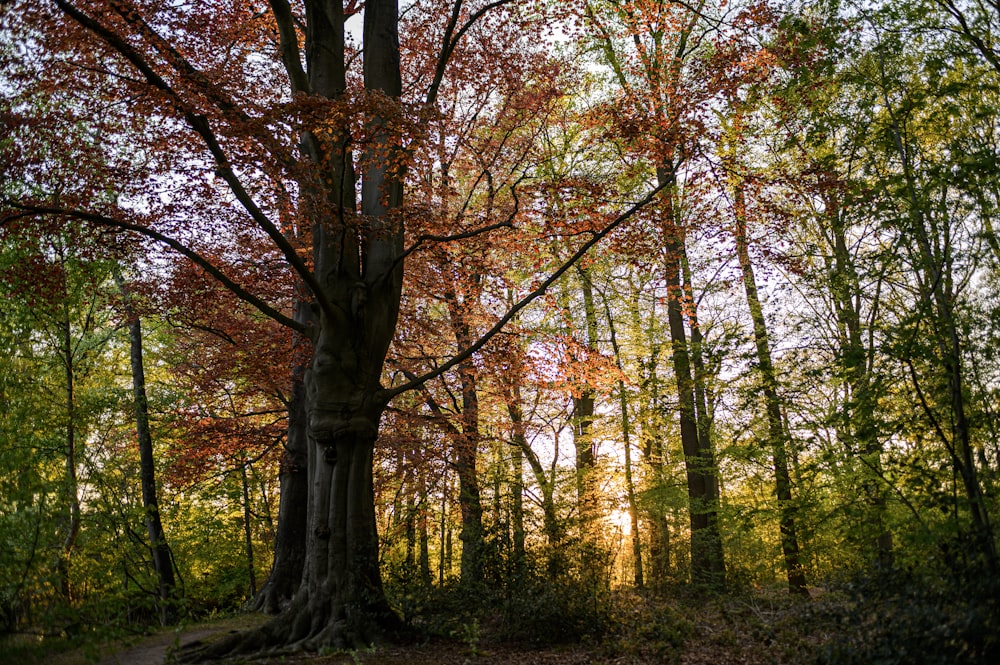 brown and green trees during daytime