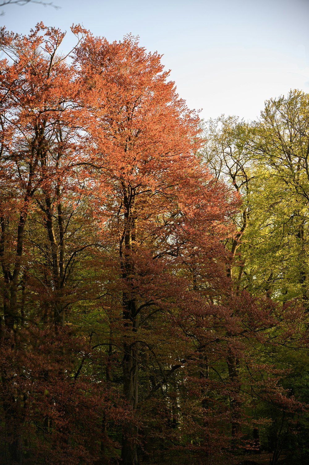 green and brown trees under blue sky during daytime