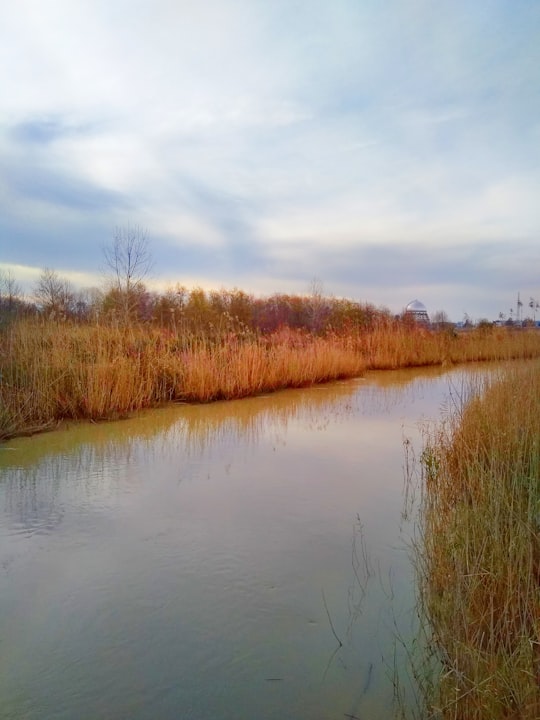 brown grass near lake under cloudy sky during daytime in Bandar-e Anzali Iran