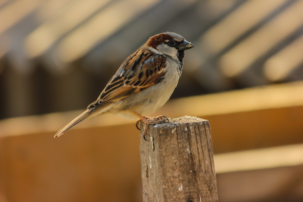 brown and white bird on brown wooden fence during daytime