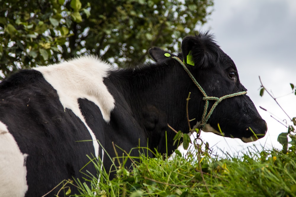 vache noire et blanche sur l’herbe verte pendant la journée