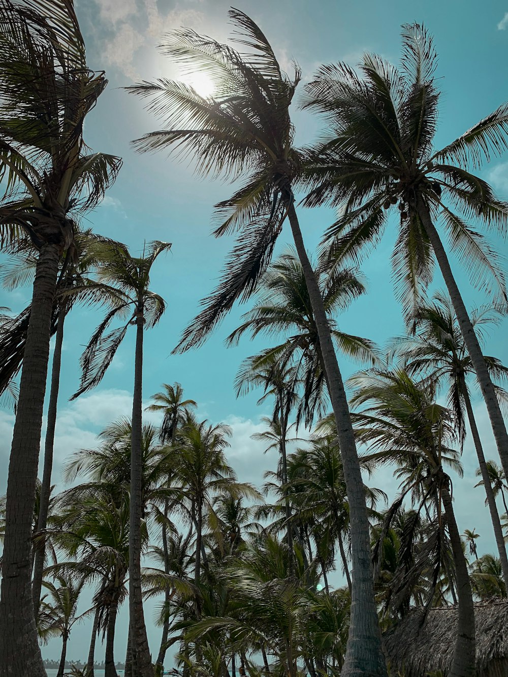coconut palm trees under blue sky during daytime