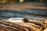 A single golden feather resting softly on a bed of ash, glowing faintly.