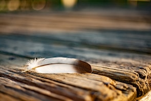 A single golden feather resting softly on a bed of ash, glowing faintly.