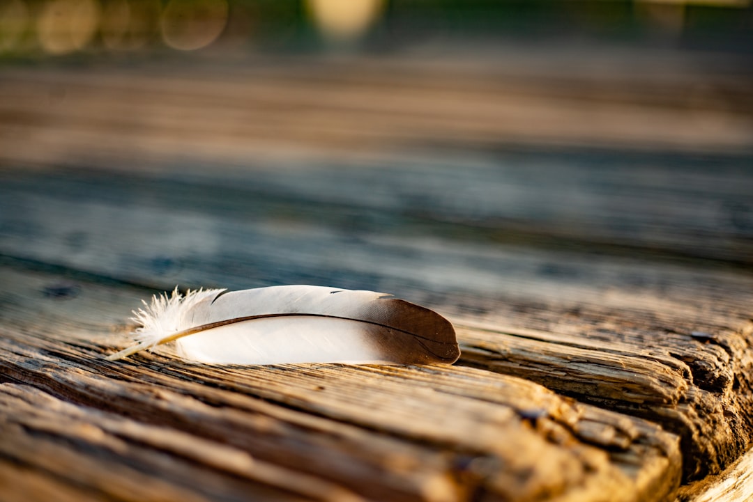 white feather on brown wooden surface