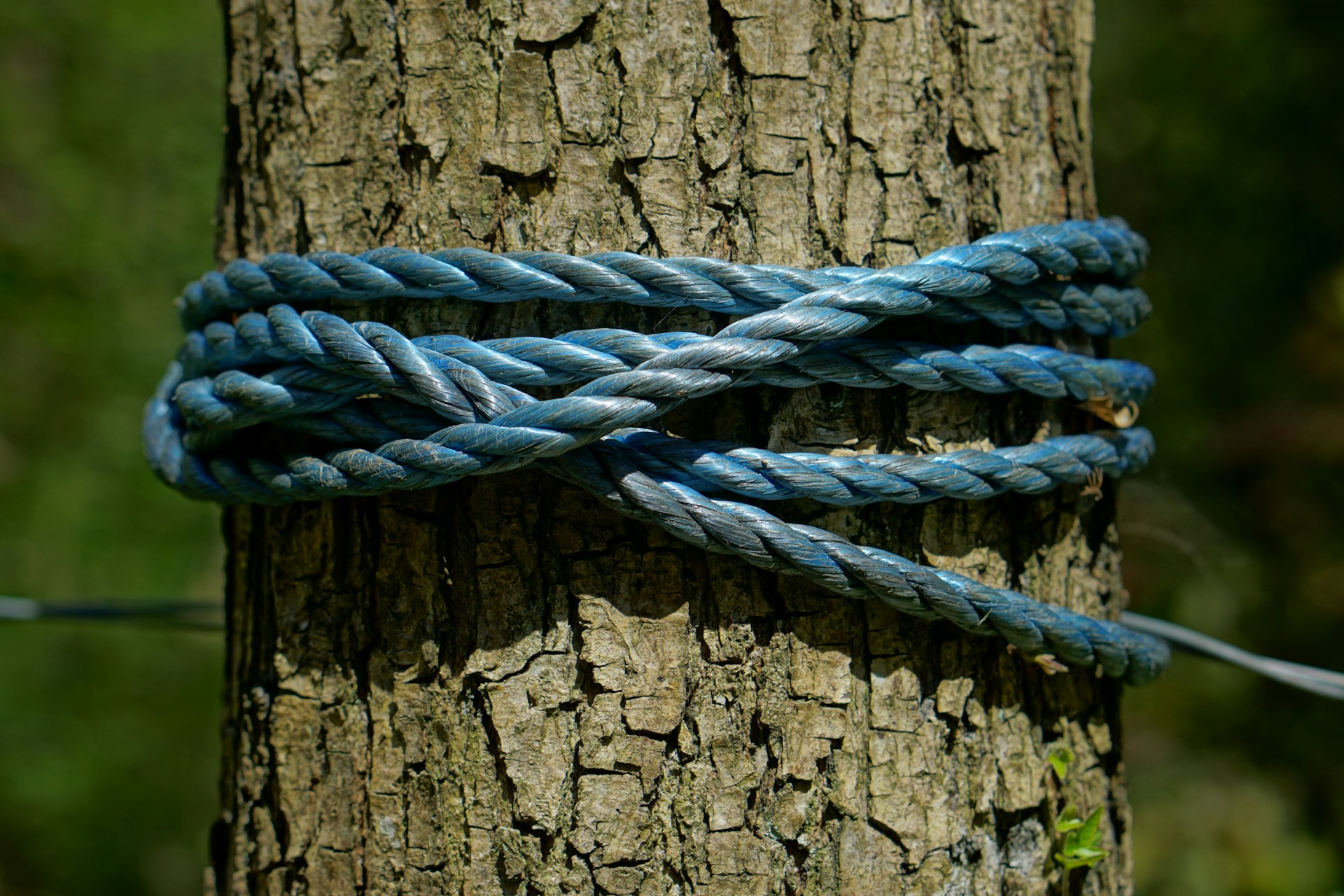 a blue rope wrapped around a tree trunk