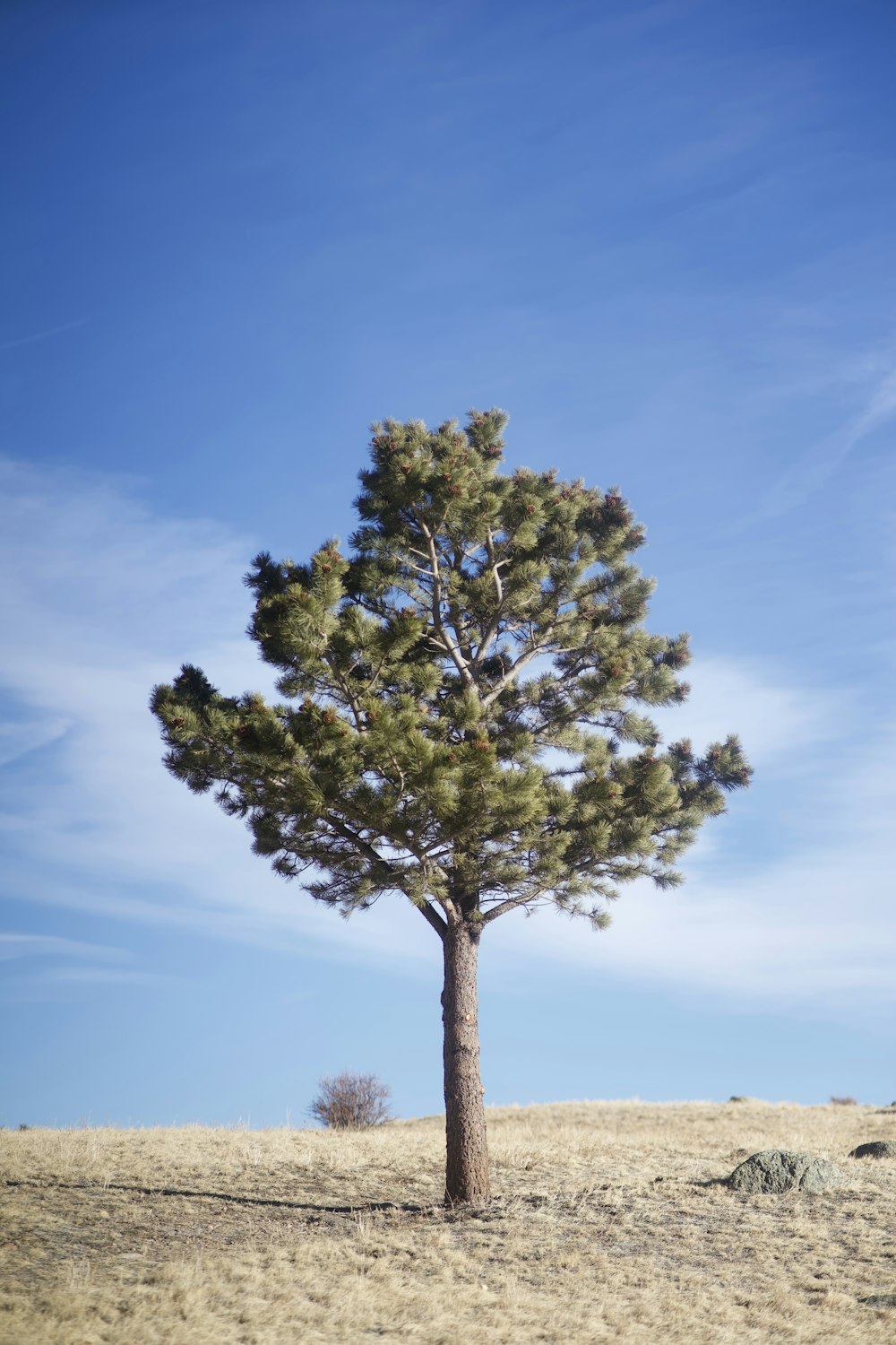 árbol verde en campo marrón bajo cielo azul durante el día