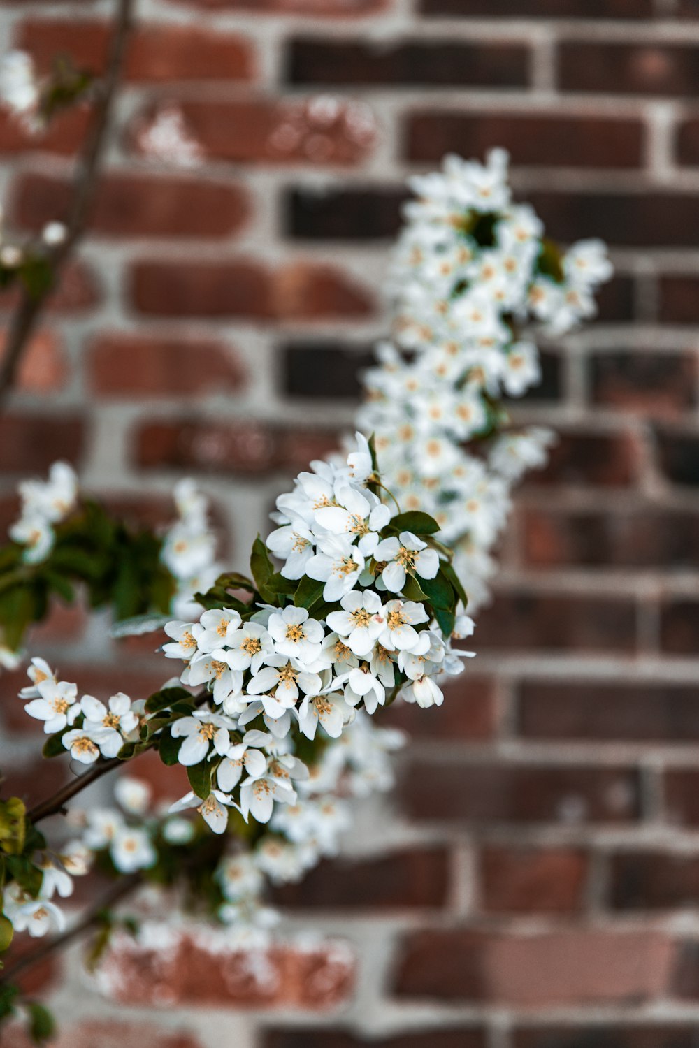 white flowers with green leaves