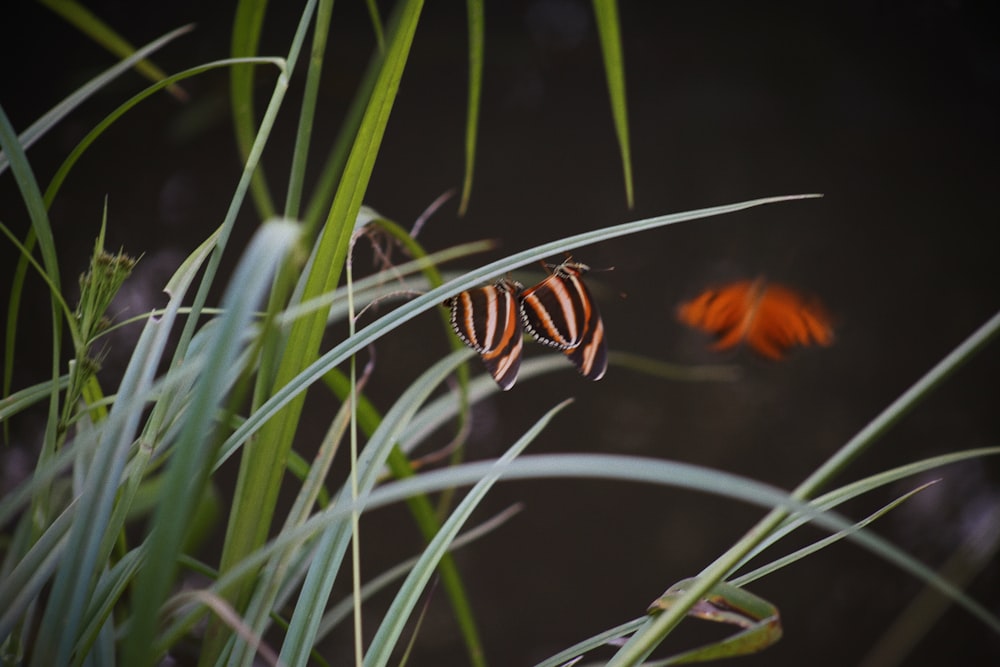 Mariposa naranja y negra sobre hierba verde