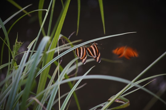 orange and black butterfly on green grass in Salto Uruguay