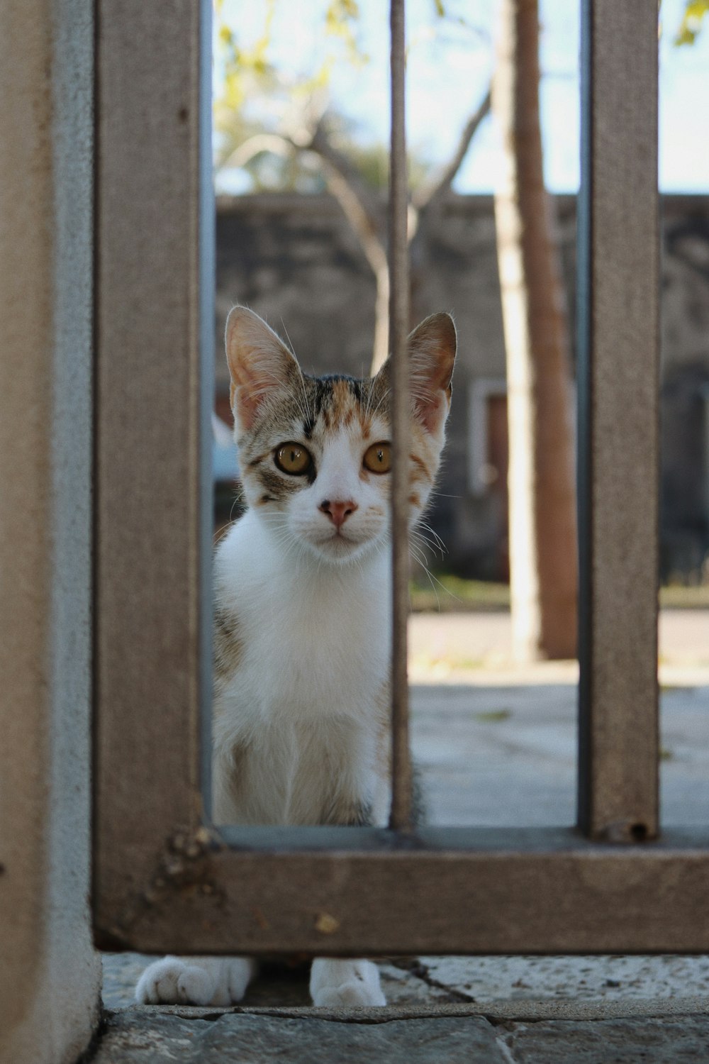 gato blanco y marrón en la ventana