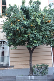 A fruit-laden orange tree stands in an urban environment, its branches filled with ripe oranges. The tree is planted in a rectangular concrete planter against the backdrop of a beige building. Adjacent to the tree is a window with a decorative white metal grille.