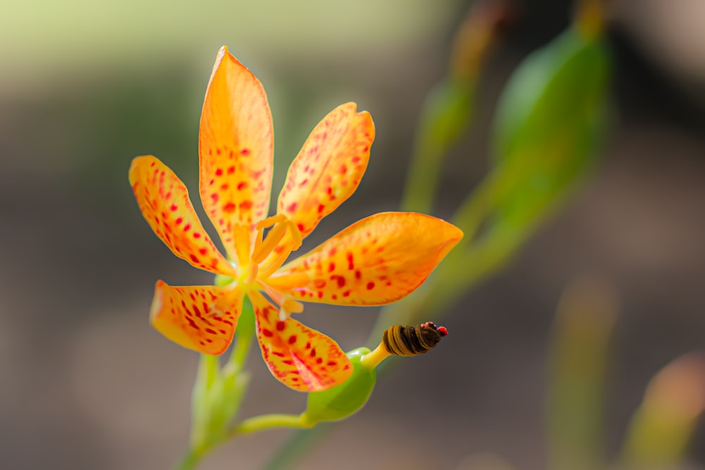 yellow and white flower in tilt shift lens