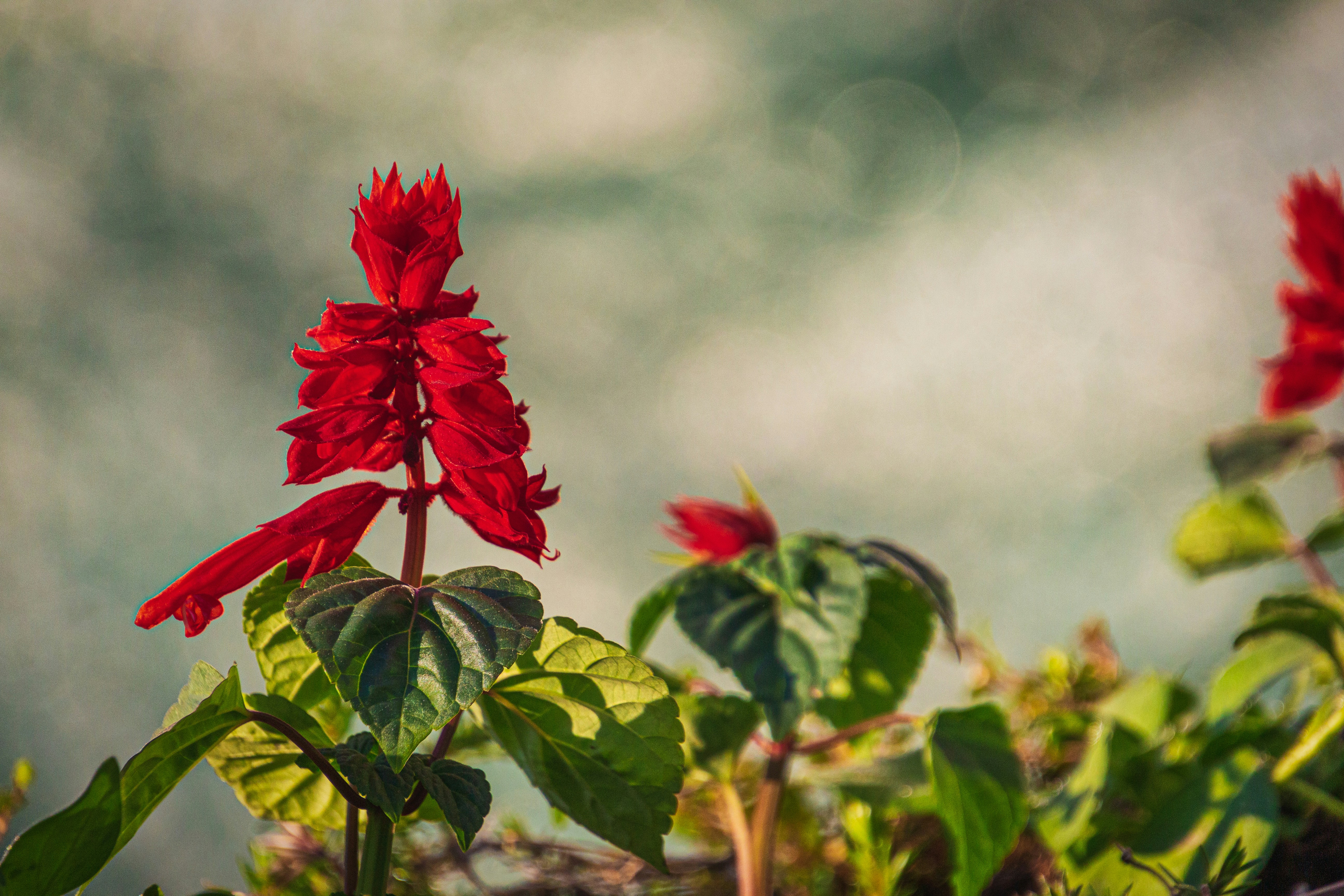 ティルトシフトレンズの赤い花