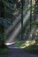 Sunlight filtering through trees over a peaceful walking path, inviting reflection and wellbeing.