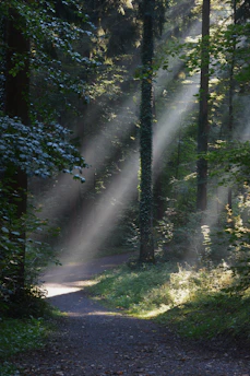 Soft morning light filters through a quiet forest trail, inviting calm and reflection.