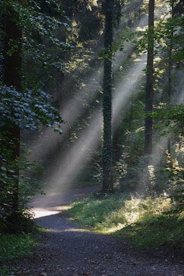 Sunlight filtering through lush greenery over a tranquil resort pathway.