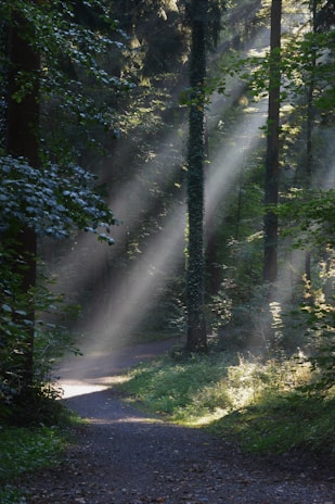 Soft sunlight filtering through leaves onto a winding forest path, suggesting a peaceful journey.