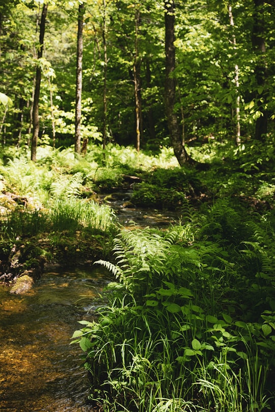 green fern plant on brown soil in Parc national du Mont-Orford Canada