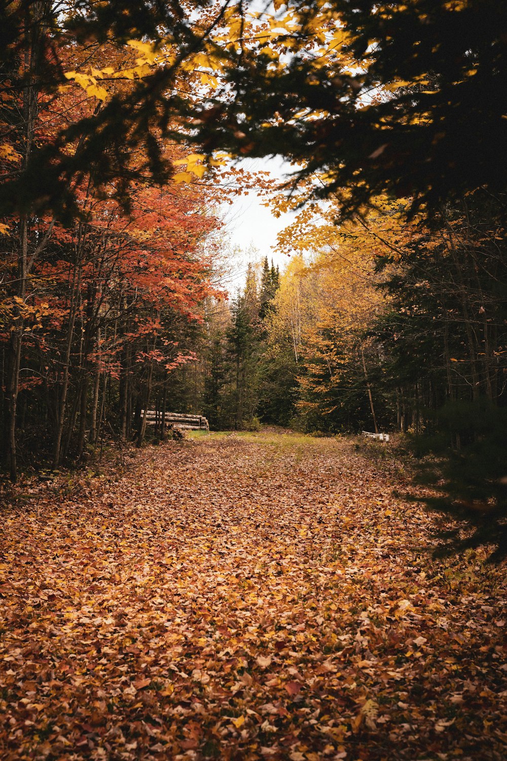 a bench in the middle of a leaf covered road