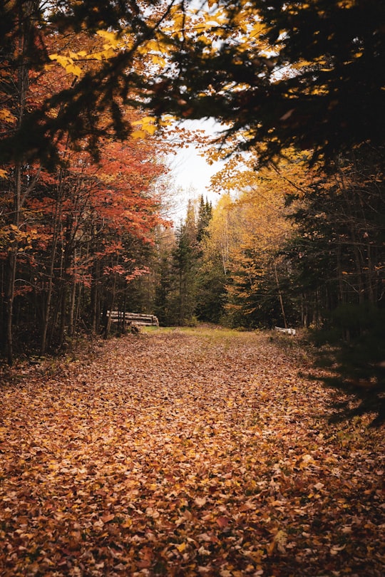 None in Parc national du Mont-Mégantic Canada