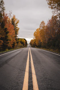 an empty road in the middle of a forest