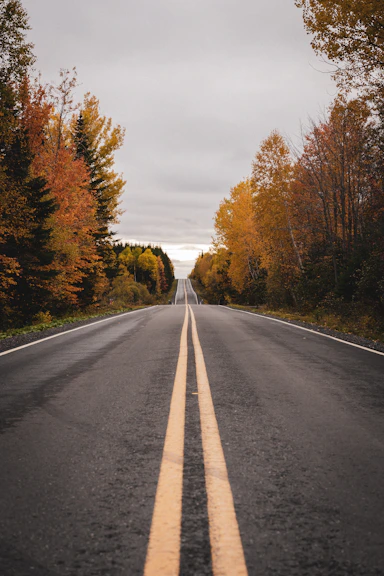 an empty road in the middle of a forest