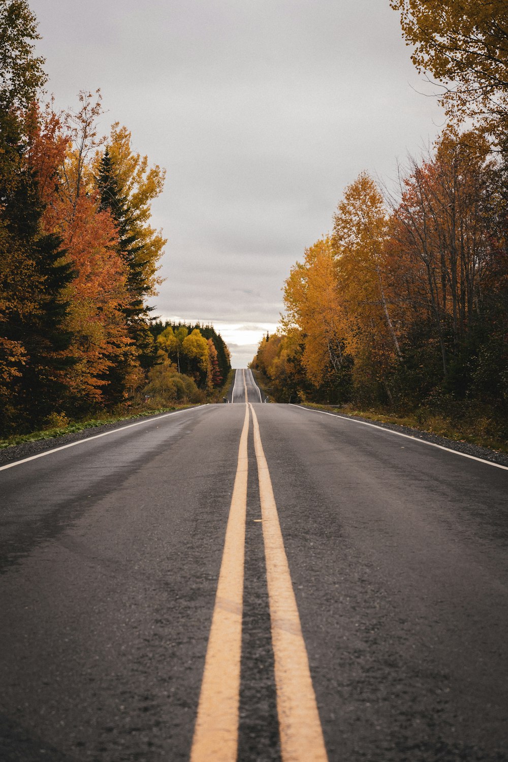 an empty road in the middle of a forest