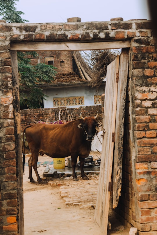 brown cow on brown wooden door in Uttar Pradesh India