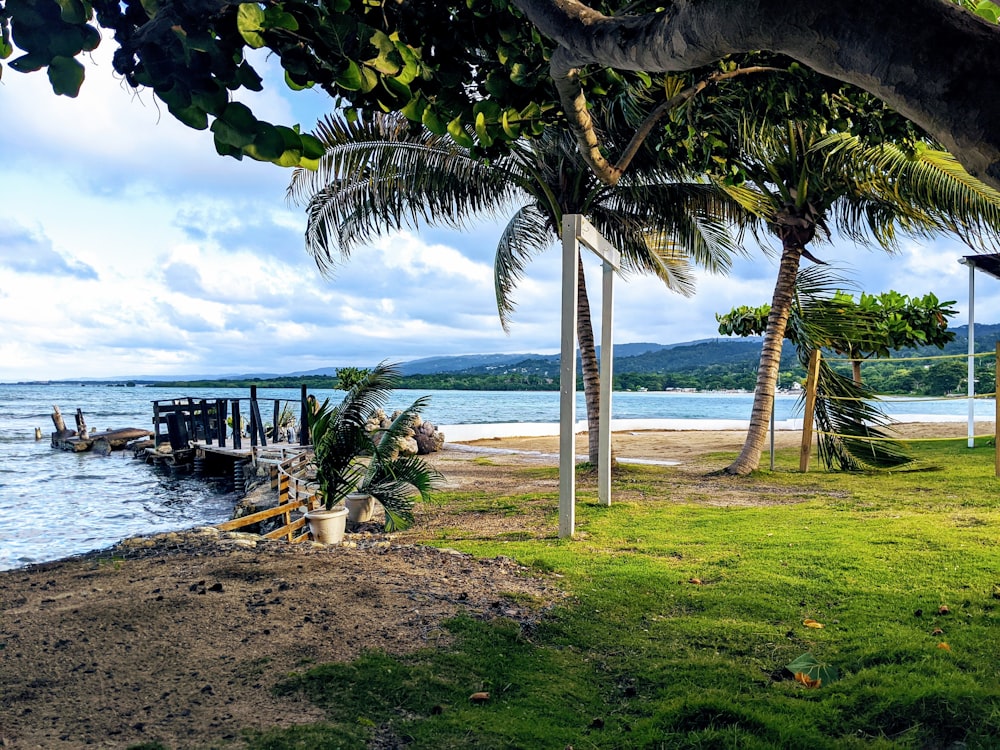 green palm tree near body of water during daytime