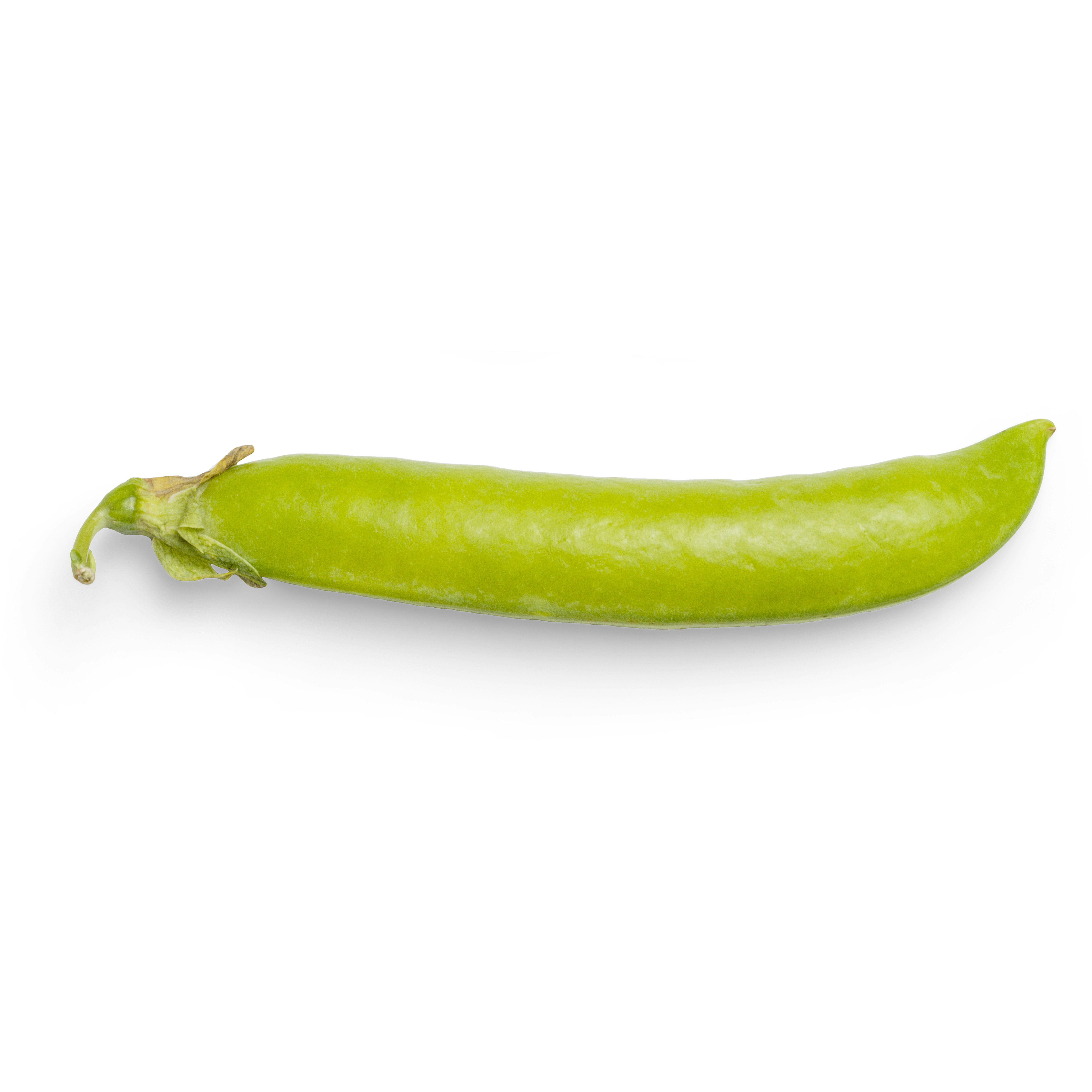 green chili on white background