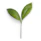 green leaf on white background