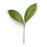 green leaf on white background