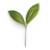 green leaf on white background