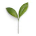 green leaf on white background