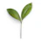 green leaf on white background