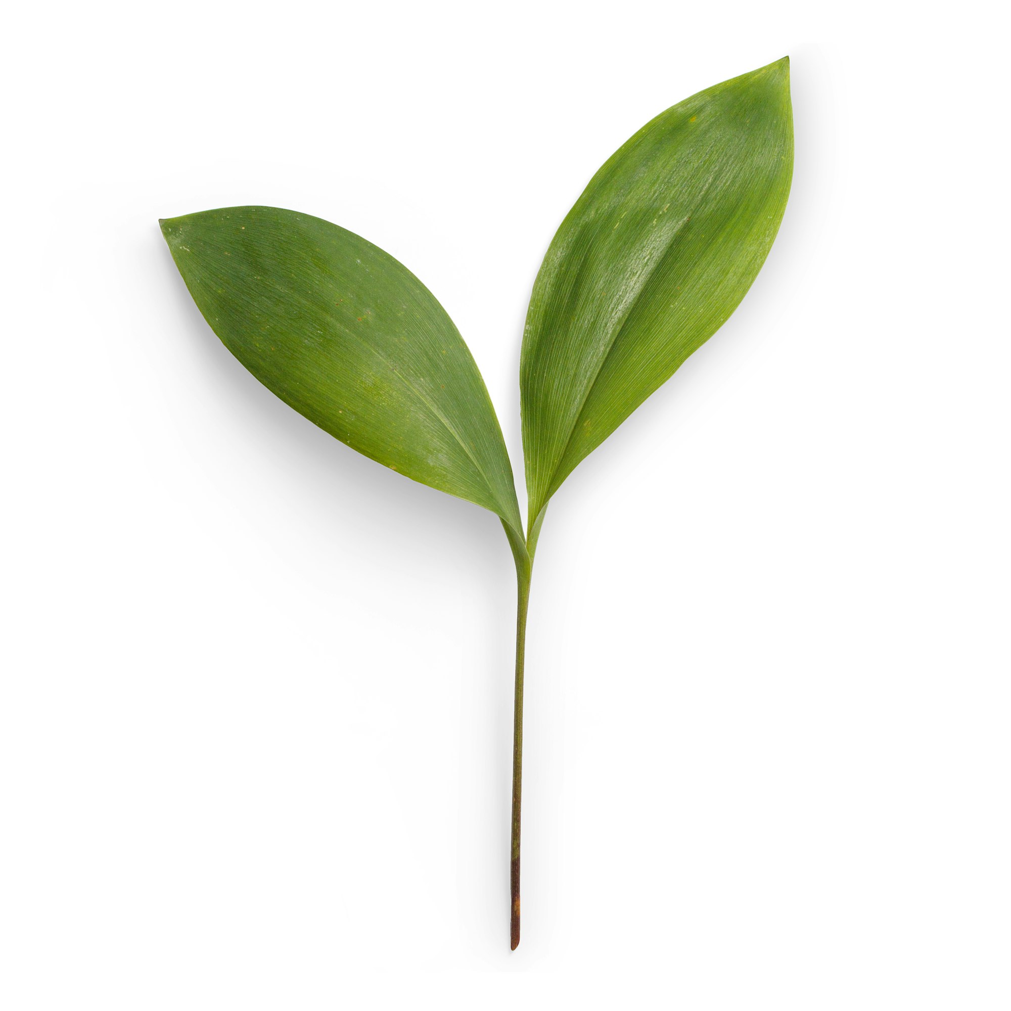 High-quality photo of a plant branch on a white background