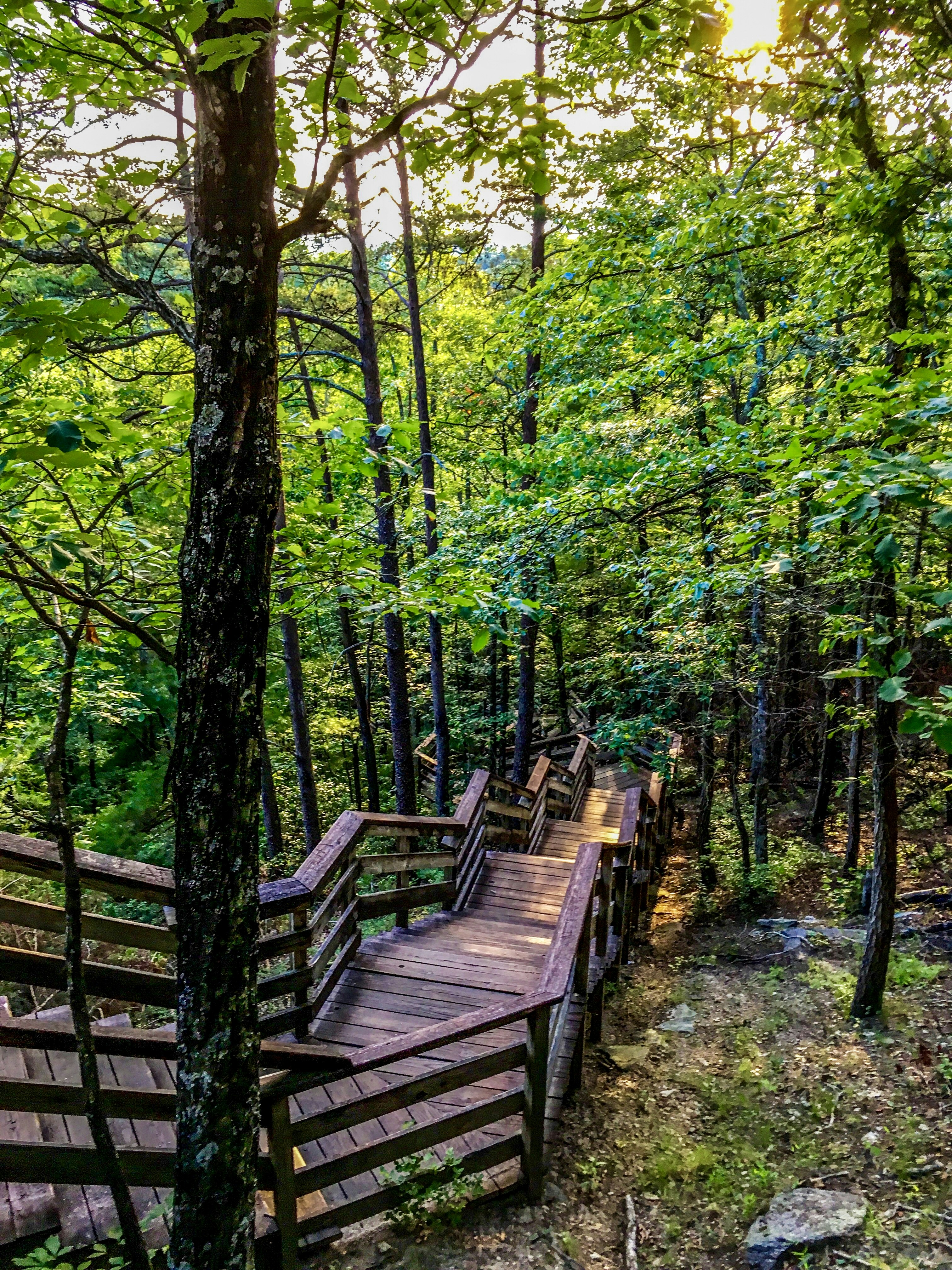brown wooden bridge in the middle of forest during daytime