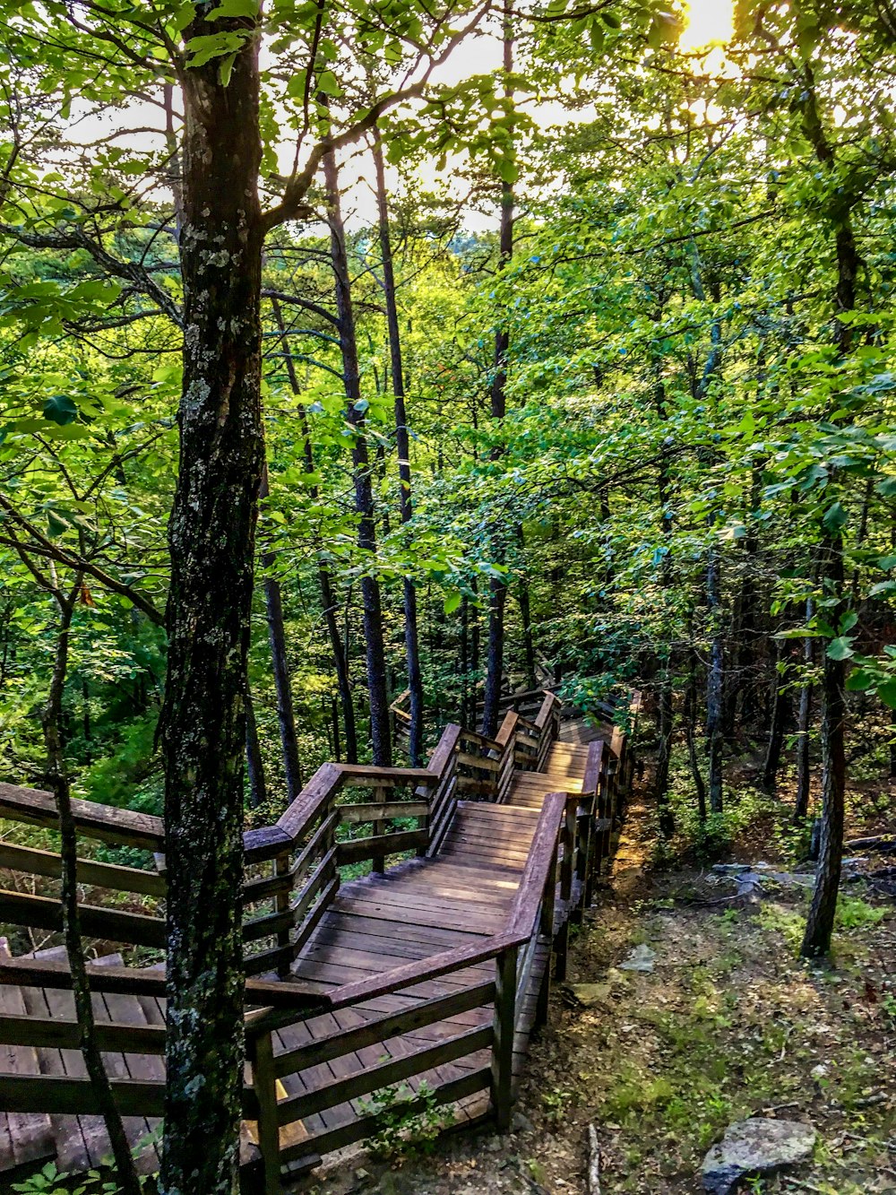 brown wooden bridge in the middle of forest during daytime